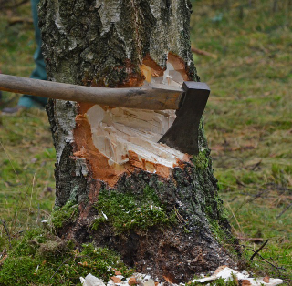 Illustration for article titled How a House owner can be helped by Choosing some sort of Encountered Hardwood Services